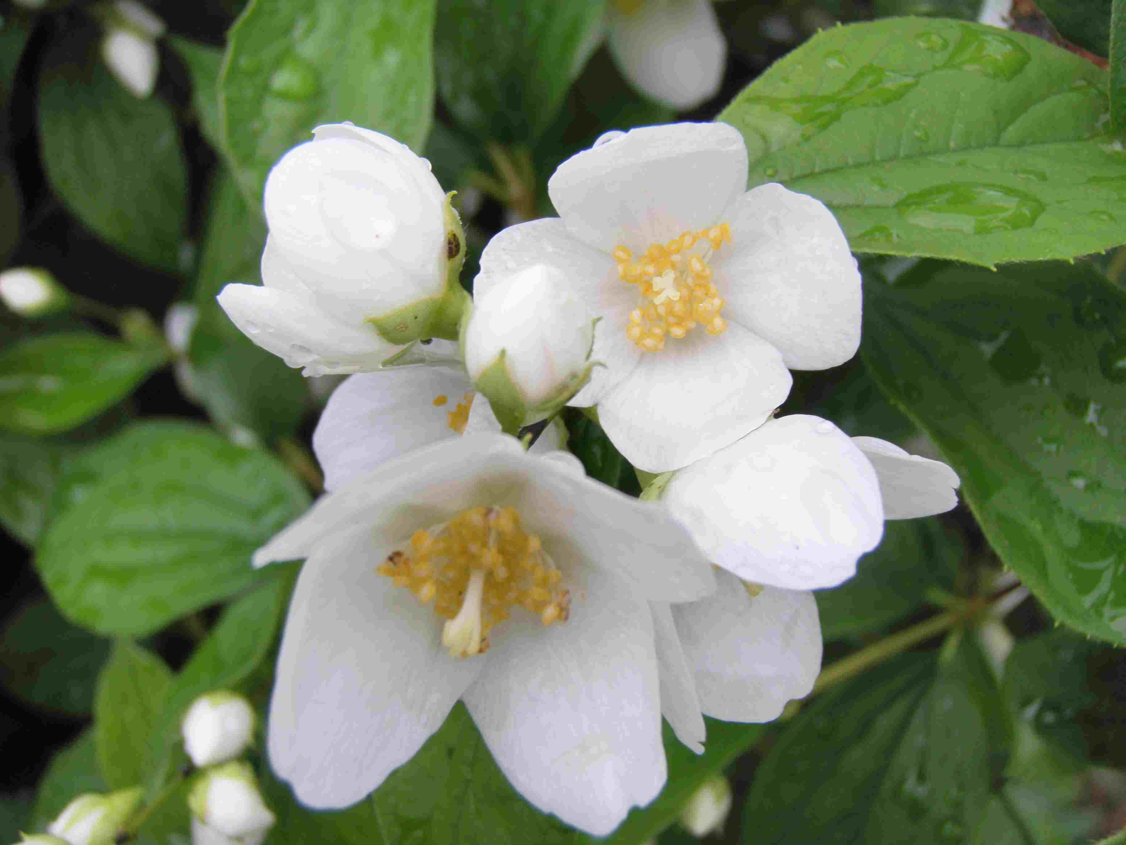 Philadelphus cornarius.jpg